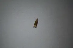 Rannoch Roller thumbnail 1