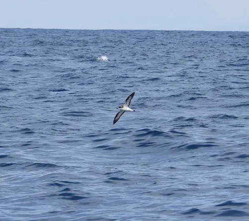 Hawaiian Petrel