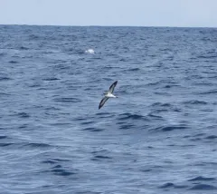 Hawaiian Petrel thumbnail 1