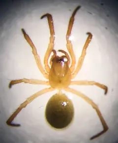 Common Immaculate Cobweaver thumbnail 2