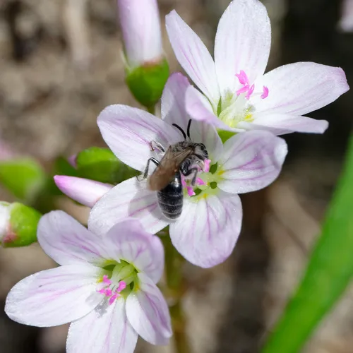 Spring Beauty Miner