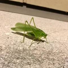Northern Bush Katydid thumbnail 2