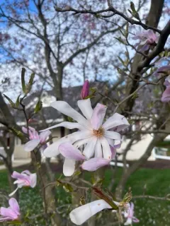 star magnolia thumbnail 3