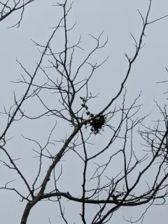 Witches Broom of Hackberry Fungus thumbnail 4