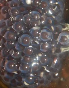 Hydroisotoma schaefferi thumbnail 4