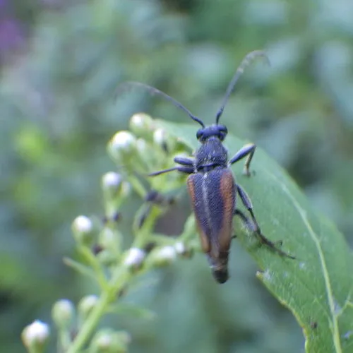 Short Long-horned Beetle