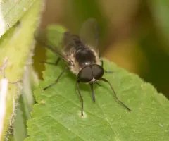Shaved Horse Fly thumbnail 1