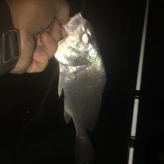 Freshwater Drum thumbnail 3