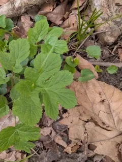 hogweed thumbnail 1