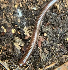 Flocculent Tailed Millipede thumbnail 1