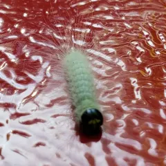 Laugher Moth thumbnail 4