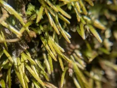 Norway bryoxiphium moss thumbnail 4
