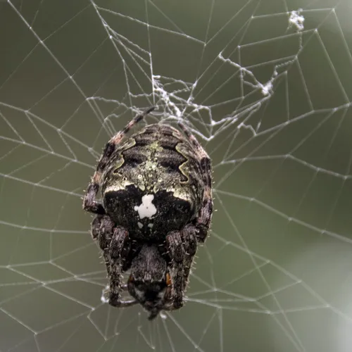 Giant Lichen Orbweaver