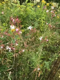 Longflower Beeblossom thumbnail 3