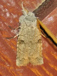 Pale Green Pinion thumbnail 2