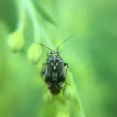 North American Tarnished Plant Bug thumbnail 3