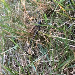 American Pelecinid Wasp thumbnail 4