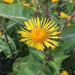 Indian Elecampane thumbnail 4