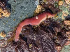Amphiporus angulatus thumbnail 2