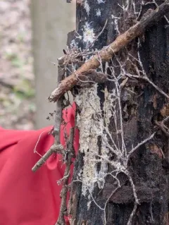 Porotheleum fimbriatum thumbnail 1