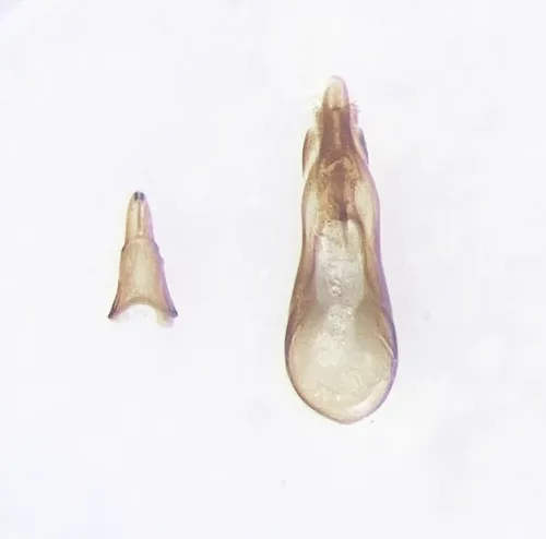 Philonthus gracilior