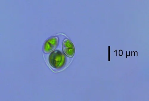 Oocystis parva