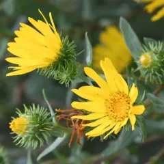 Puget sound gumweed thumbnail 3