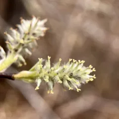 Rusty Willow thumbnail 3