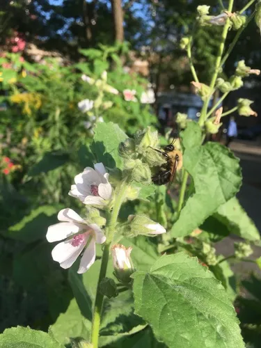 marsh mallow