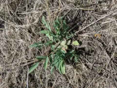 Low Milkvetch thumbnail 2