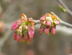 Black Highbush Blueberry thumbnail 3