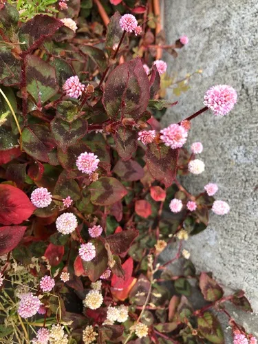 pink knotweed