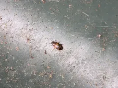 Alphitophagus bifasciatus thumbnail 4