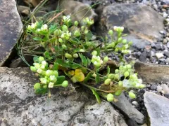 Limestone Scurvy-grass thumbnail 4