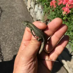 Common Wall Lizard thumbnail 2