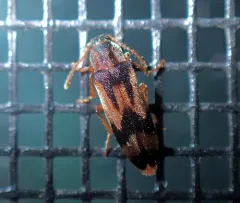 Hypulus simulator thumbnail 4