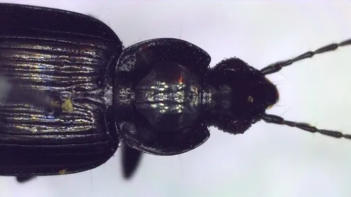 Variable Ground Beetle