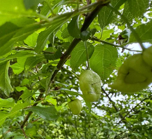 Pocket Plum