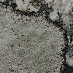 cinder lichen thumbnail 3
