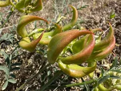 Columbian Milkvetch thumbnail 3