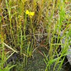 Horned Bladderwort thumbnail 3