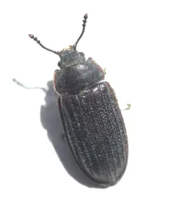 Grynocharis quadrilineata thumbnail 3