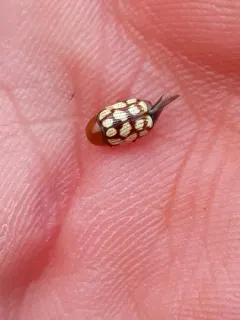 Fourteen-spotted Leaf Beetle thumbnail 2