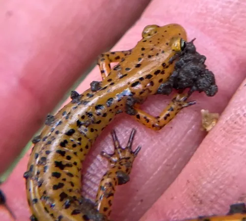 Long-tailed Salamander