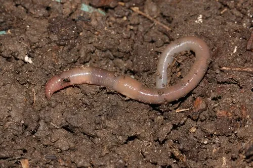 Aporrectodea tuberculata