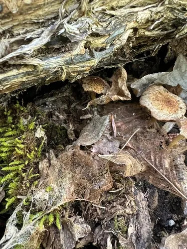 Cystoagaricus lepidotoides