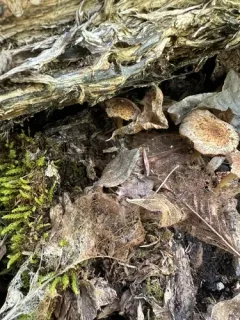Cystoagaricus lepidotoides thumbnail 1