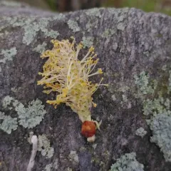 Rusty Willow thumbnail 4