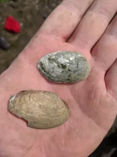 Ellipse thumbnail 2