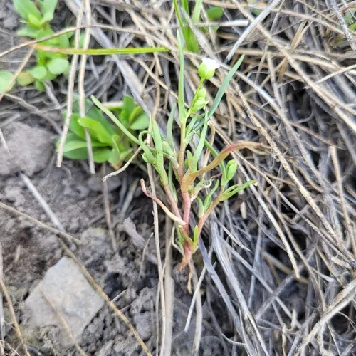 Narrow-leaved Montia